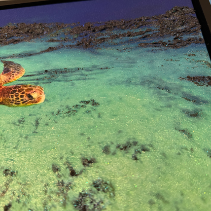 [完売]Honu Life 4/10